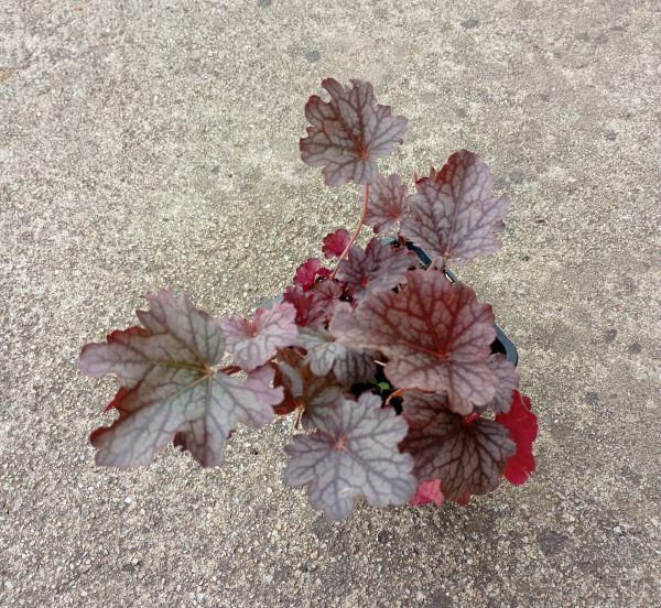 Heuchera s farebným listom