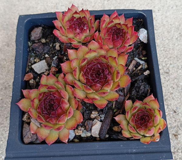 Sempervivum "Bronco" 1