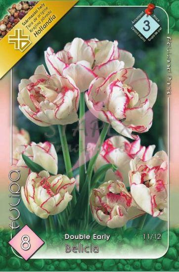 Tulipa Double Early Belicia/8 ks