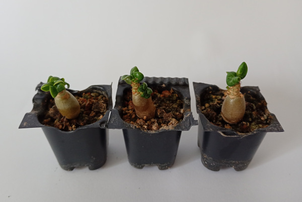 Adenium arabicum Dorset Horn DHA - semenáč