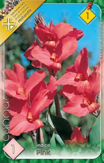 Canna indica Pink