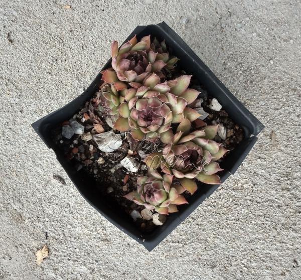 Sempervivum č. 5