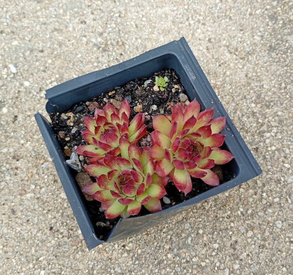 Sempervivum "Bronco"