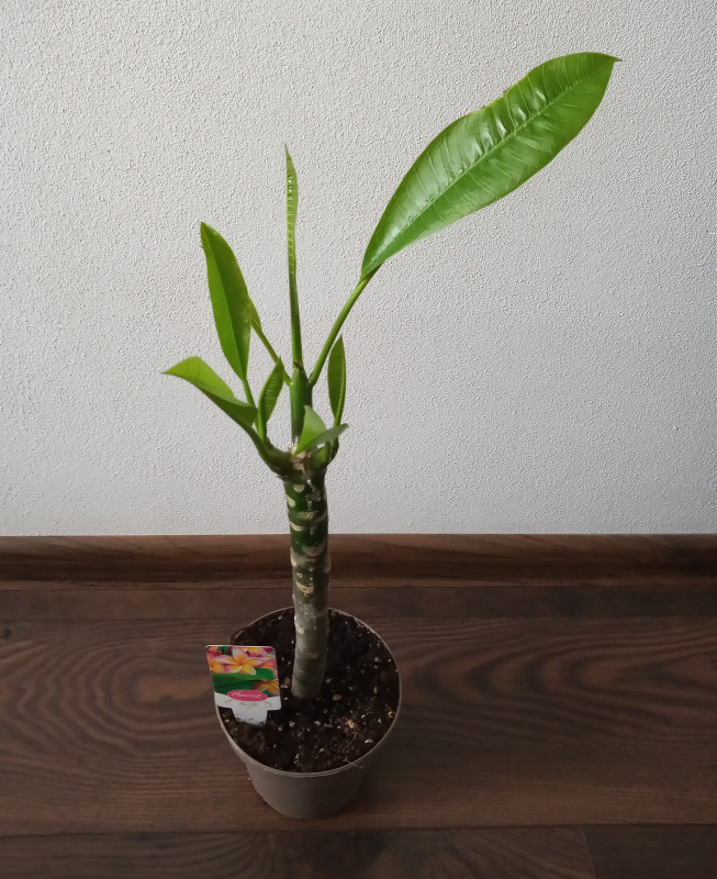 Plumeria rubra - oranžovo ružový kvet 1