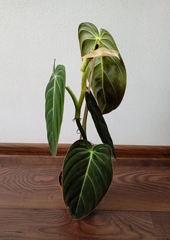 Philodendron melanochrysum 1
