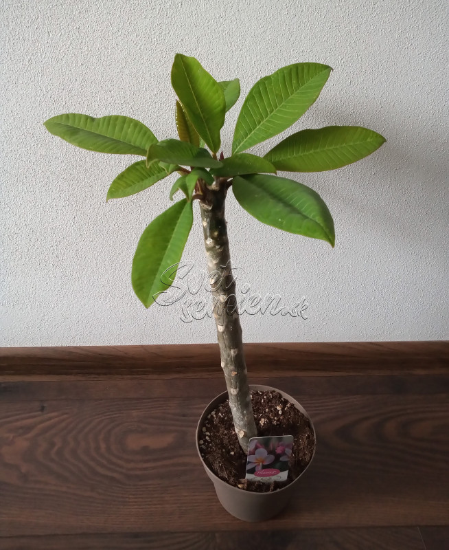 Plumeria rubra - ružovo fialkovo oranžový kvet 2