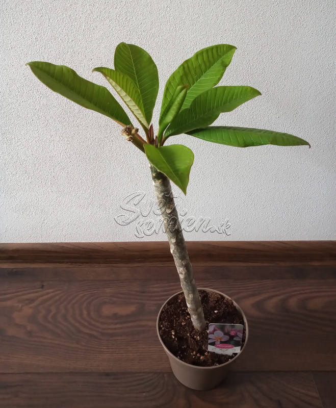 Plumeria rubra - ružovo fialkovo oranžový kvet 3