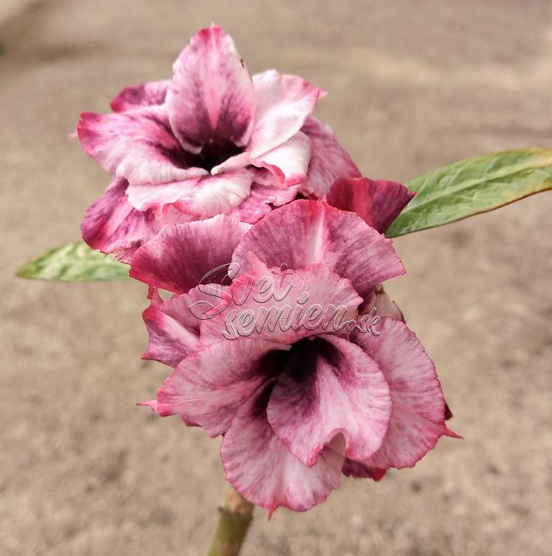 Adenium obesum Pink Crown - vrúbľovaná rastlina