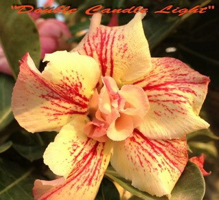 Adenium obesum "Double Candle Light"- semenáč 1