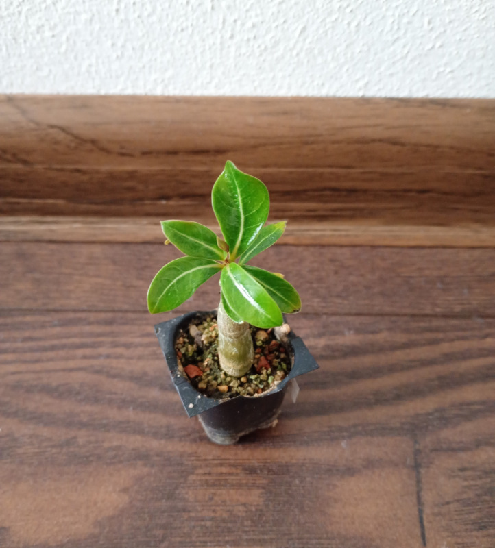 Adenium obesum "Double Candle Light"- semenáč