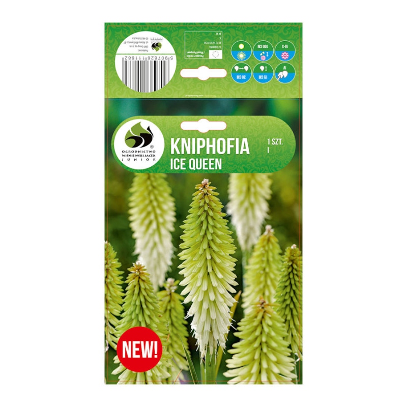 Kniphofia Ice Queen/1 ks