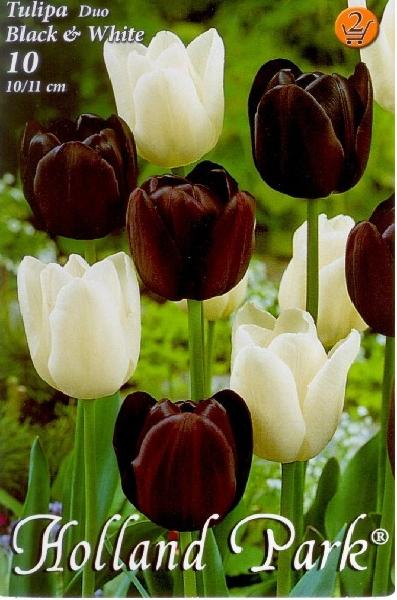 Tulipa Triumph Duo Black & White/10 ks