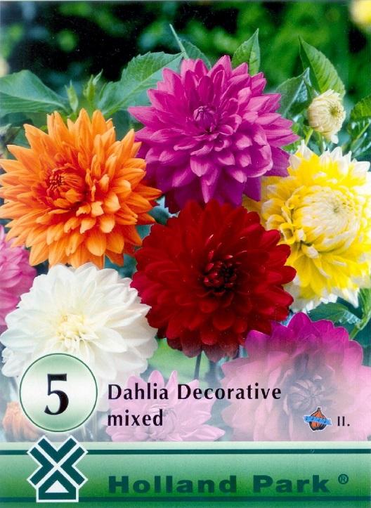 Dahlia Decorative MIX/5ks