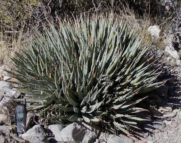 Agave utahensis subsp. utahensis 10 semien