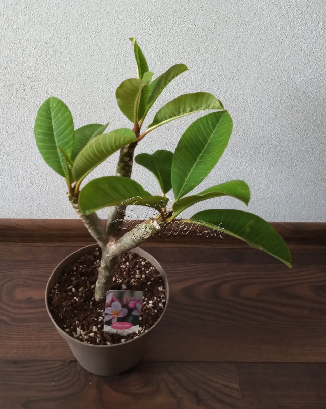 Plumeria rubra - ružovo fialkovo oranžový kvet 1
