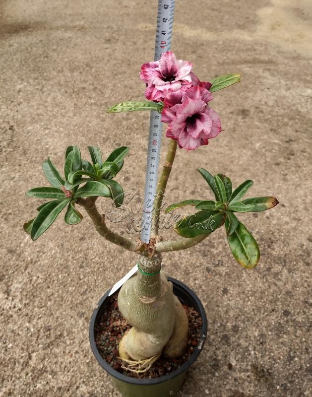 Adenium obesum Pink Crown - vrúbľovaná rastlina