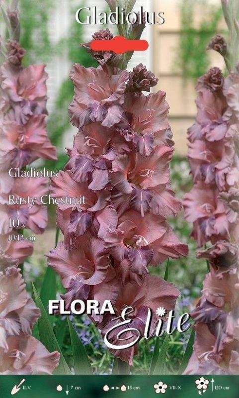 Gladiolus Rusty Chestnut 10/ks