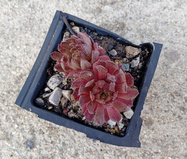 Sempervivum "Isaac Dyson"