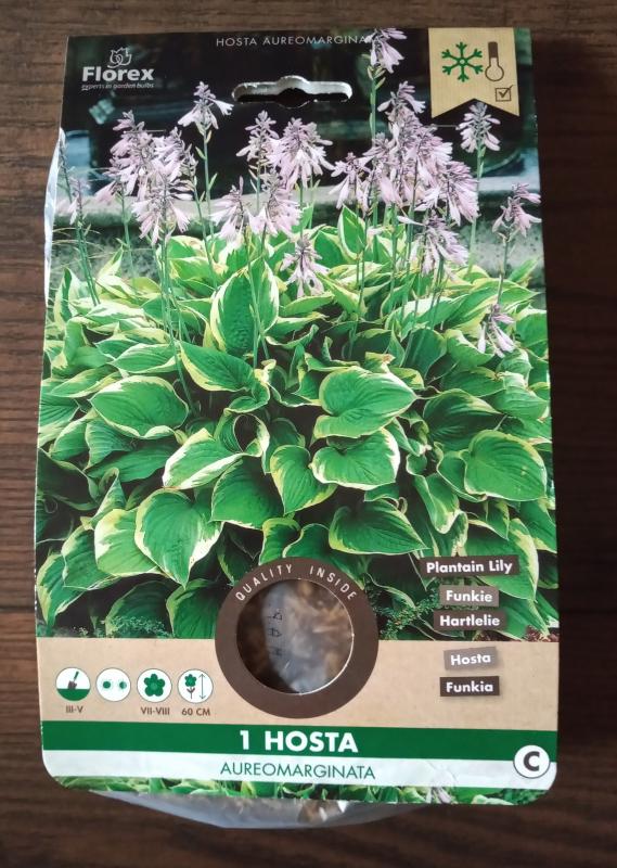 Hosta Aureomarginata