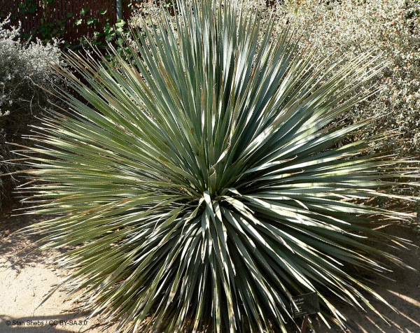 Dasylirion wheeleri 10 semien