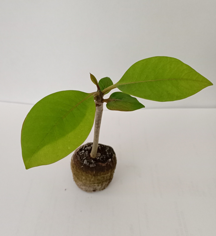 Plumeria rubra "Scarlet" - semenáč