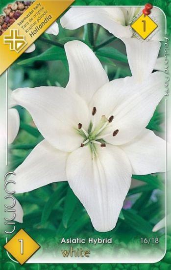 Lilium Asiatic hybrid White/1 ks
