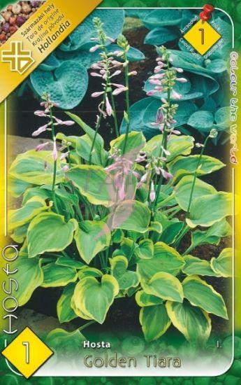 Hosta Golden Tiara