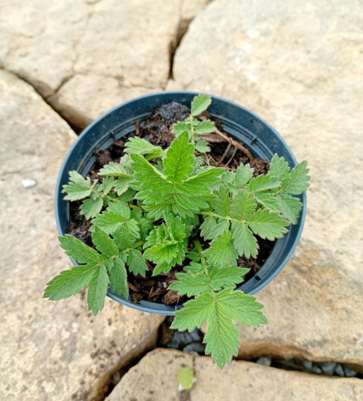 Agrimonia eupatoria (Repík lekársky)