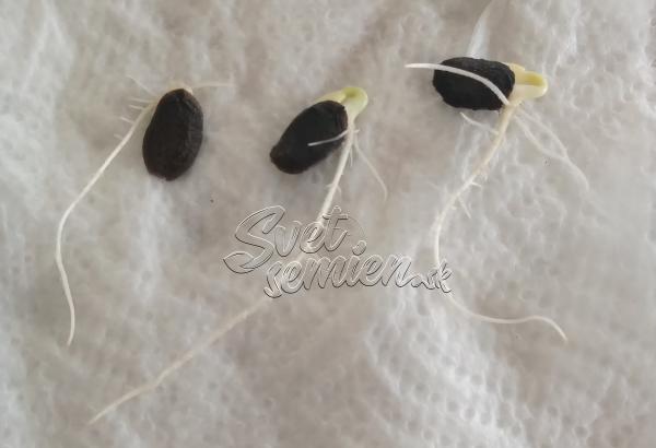 Luffa cylindrica (Lufa valcovitá) 10 alebo 30 semien