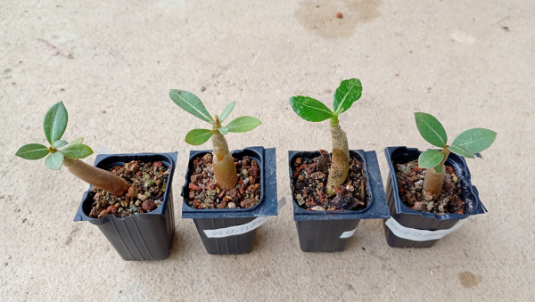 Adenium Thai Socotranum "MIX" - semenáč