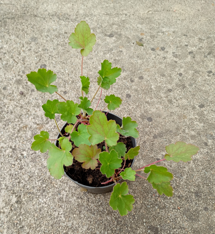 Heuchera so zeleným listom
