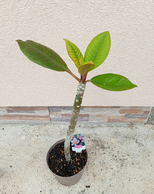 Plumeria rubra - ružovofialkovo oranžový kvet 1