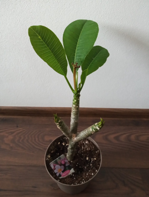 Plumeria rubra - ružovo fialkovo oranžový kvet 2