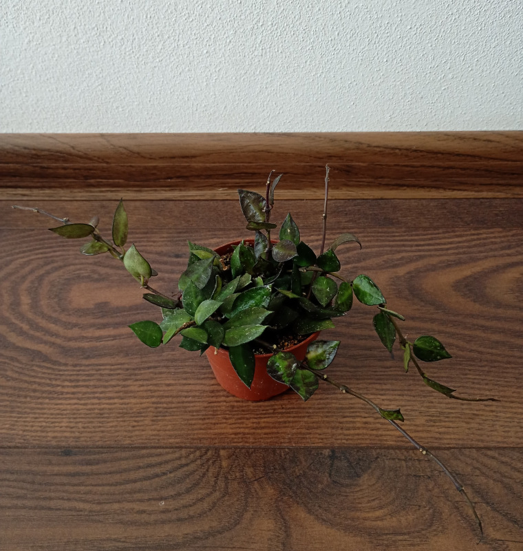Hoya krohniana "Black Leaves"