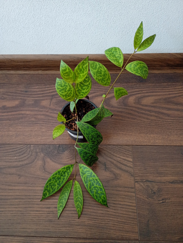 Aeschynanthus marmoratus