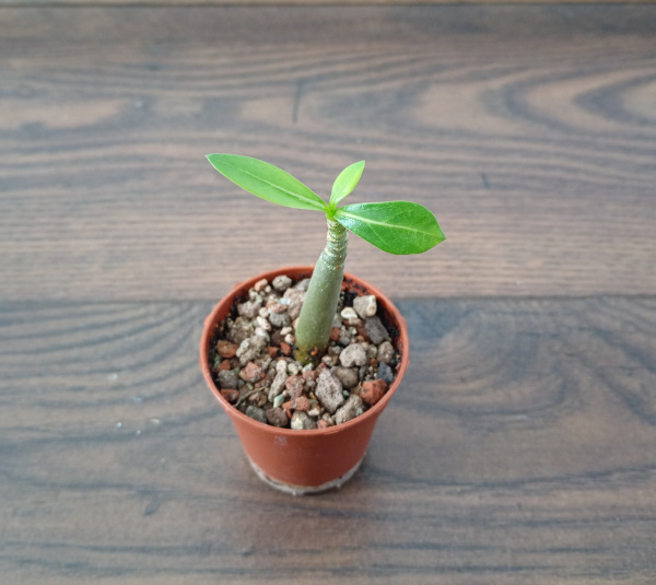 Adenium Thai Socotranum "MIX" - semenáč