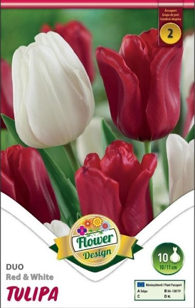 Tulipa Triumph Red & White/6 ks