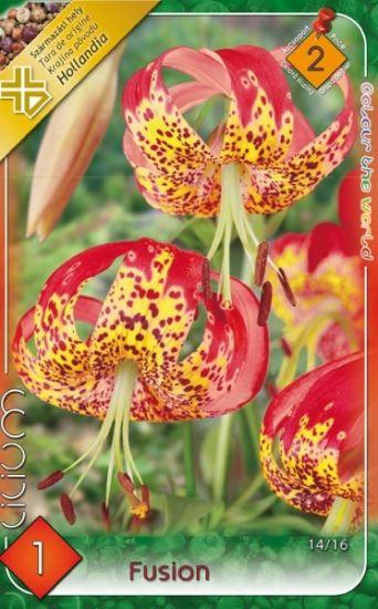 Ľalia - Lilium Fusion