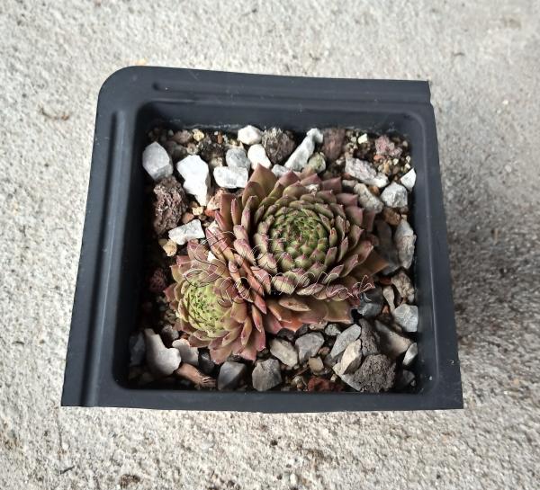 Sempervivum "Isaac Dyson"