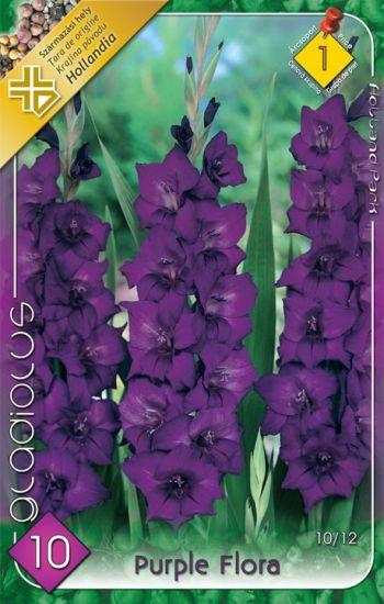 Gladiolus Purple Flora/10 ks