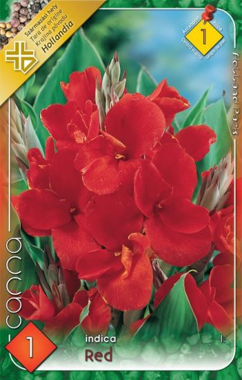 Canna indica Red