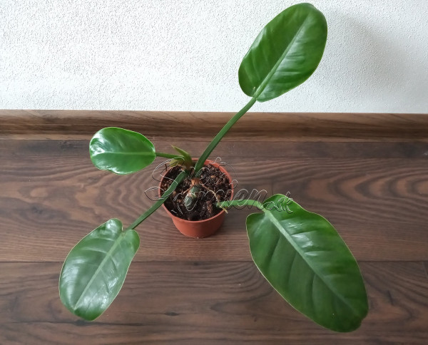 Philodendron Green Princess