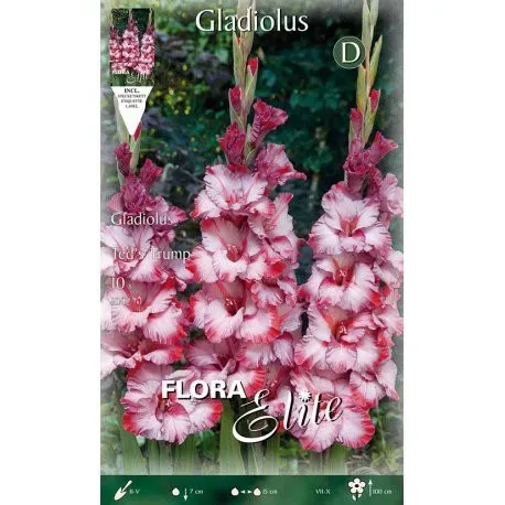 Gladiolus Ted´s Trump/10 ks