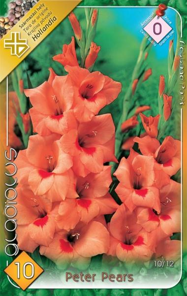 Gladiolus Peter Pears/10 ks