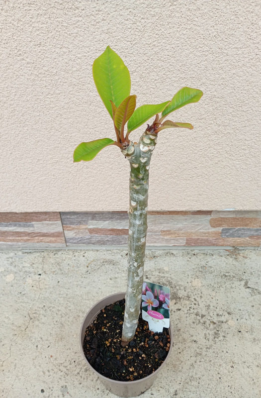 Plumeria rubra - ružovofialkovo oranžový kvet 2