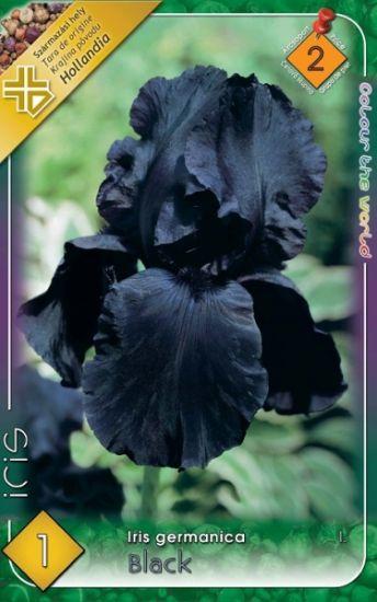 Iris germanica Black/1 ks