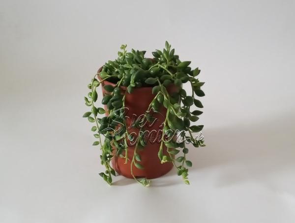 Senecio herreianus