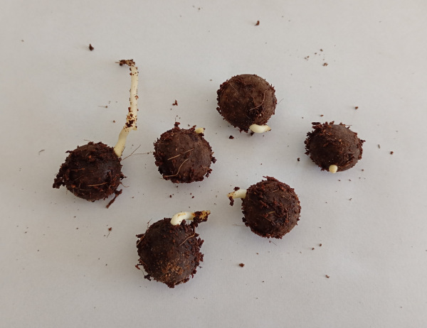 Brahea armata 2 naklíčené semená 1