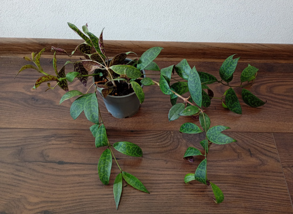 Aeschynanthus marmoratus