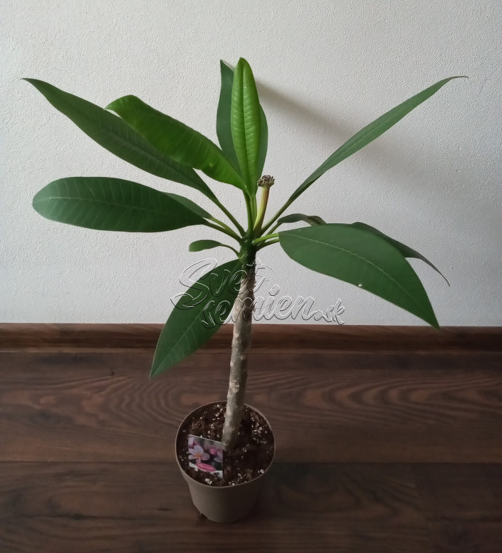 Plumeria rubra - ružovo fialkovo oranžový kvet 1